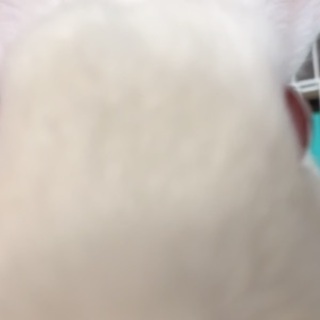 一歳半のうさぎ　アルビノ　里親募集 - 久留米市
