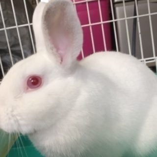 一歳半のうさぎ　アルビノ　里親募集の画像