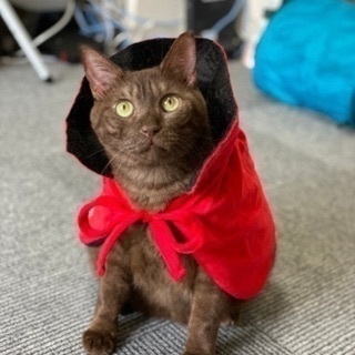新宿猫カフェ　一緒に可愛い猫たちの里親やお世話を真剣に探せる方。