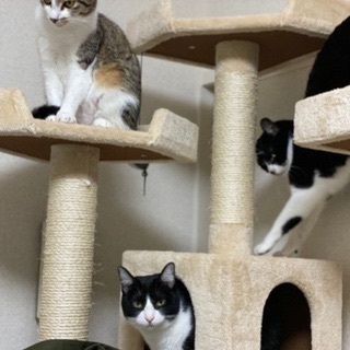 新宿猫カフェ　一緒に可愛い猫たちの里親やお世話を真剣に探せる方。の画像