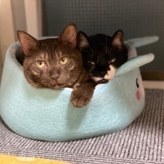 新宿猫カフェ　一緒に可愛い猫たちの里親やお世話を真剣に探せる方。の画像
