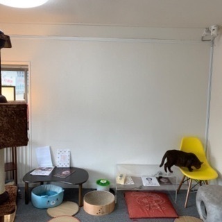 新宿猫カフェ　一緒に可愛い猫たちの里親やお世話を真剣に探せる方。の画像