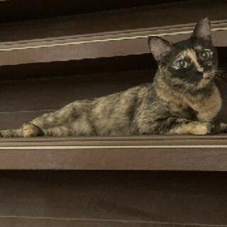 綺麗な顔の怖がりなさび猫ちゃん