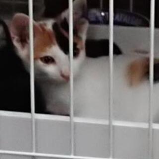三毛猫です，病院行きました。の画像