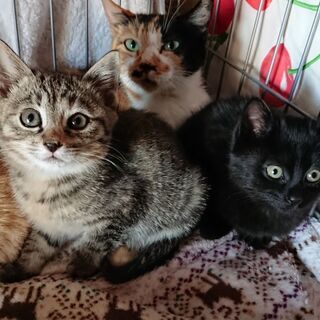生後1~2ヶ月の子猫3匹＋中猫1匹を保護しています。優しい里親さ...