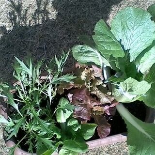 野菜寄せ植え