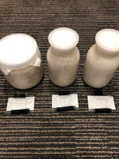 オオクワガタ久留米大型血統幼虫トリオ③