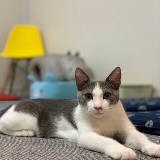 西新宿移転で唯一の譲渡型保護猫カフェです(^^♪　場所貸し　ス...