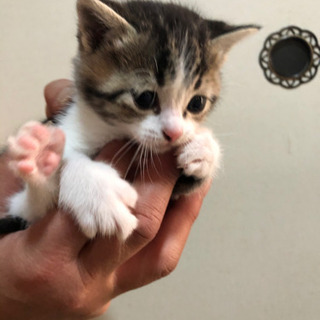 里親様決定いたしました！ - 珠洲市