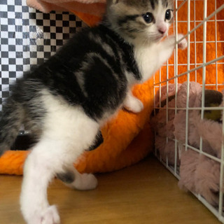 里親様決定いたしました！ - 猫