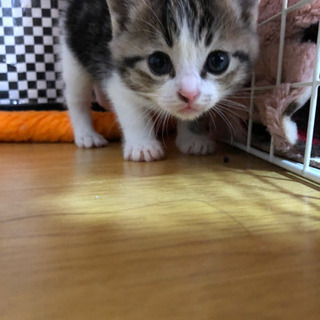 里親様決定いたしました！ − 石川県
