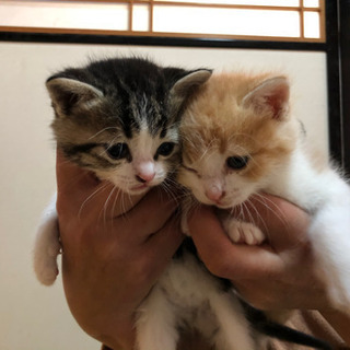 里親様決定いたしました！ - 里親募集