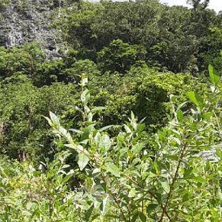 🌿生葉ヘナトリートメント作り🌈ワークショップの画像