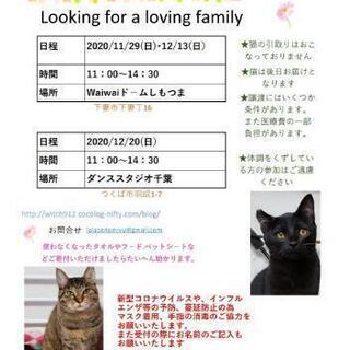 保護猫譲渡会:waiwaiドームしもつま11/29