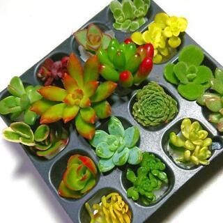 多肉植物 16カット苗セット【育成説明書付き】⑨の画像