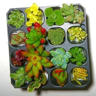 多肉植物 16カット苗セット【育成説明書付き】⑨の画像