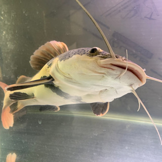 レッドテールキャット　熱帯魚　45センチ