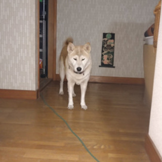 とても温厚で人懐こい13歳の柴犬です