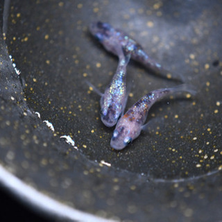 三色ラメダルマ　めだか　オス1メス2の画像