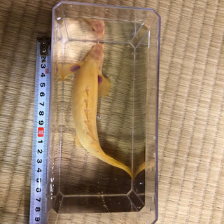 ポリプテルスセネガルスアルビノショート 2匹セット