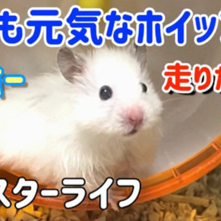 YouTubeのサムネイルや動画編集やります - 船橋市