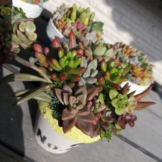 【soldout】紅葉始め★多肉植物　寄植え　NO.2 　硬質鹿...