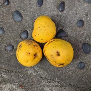 カリンの実７個位あります。