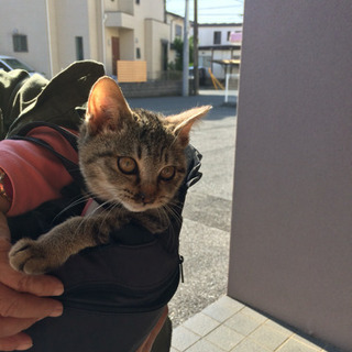２歳雌の三毛ちゃんです。可愛いがって下さる方、探しています