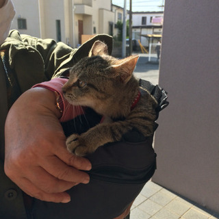 ２歳雌の三毛ちゃんです。可愛いがって下さる方、探しています - 八千代市