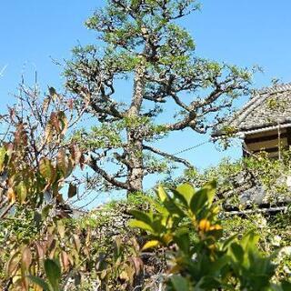 🌲剪定     庭木  雑木  掃除     − 愛媛県