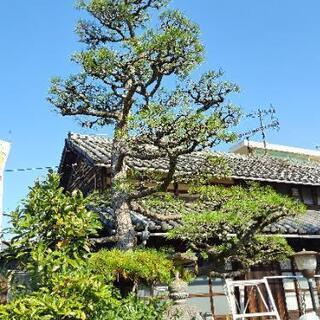 🌲剪定     庭木  雑木  掃除     - 松山市