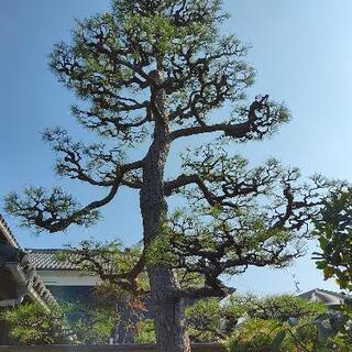 🌲剪定     庭木  雑木  掃除     - 生活トラブル