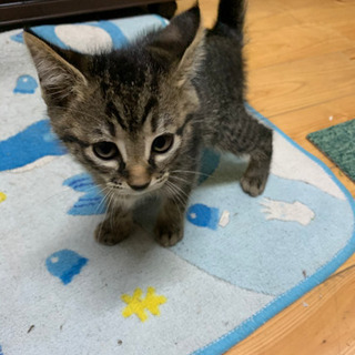 子猫　メス　