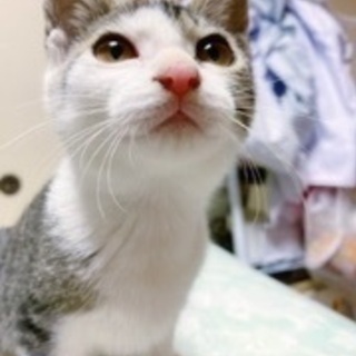 子猫飼いませんか