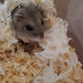 ハムスター