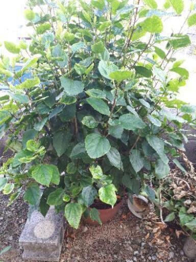 ハイビスカス 植木 特大 150センチ 観葉植物