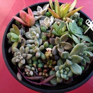 *多肉植物*寄せ植え  1117白