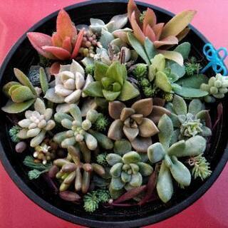 *多肉植物*寄せ植え 1117青