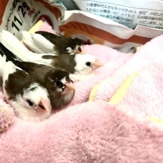 十姉妹 ジュウシマツ ４匹 里親募集 生後2ヶ月
