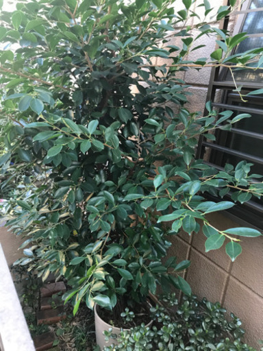 ガジュマル【大型】