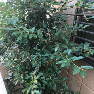 ガジュマル【大型】