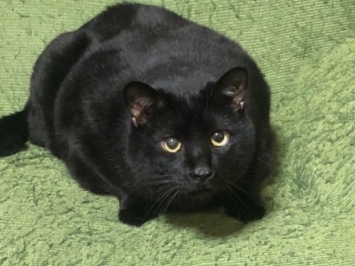 黒猫 30センチ ぬいぐるみ ネコ／黒猫 ブラック 立ちタイプ おすまし ホワイト