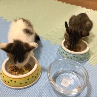 生後２ヶ月赤ちゃんオス２匹