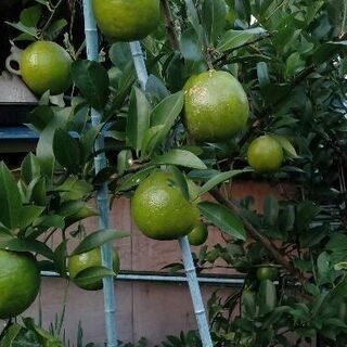 ライム（緑）
