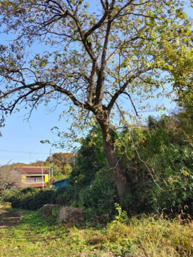 桐の木　桐　大木　原木