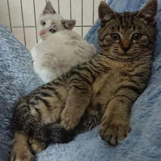 笑顔のキジトラ子猫 - 美濃加茂市