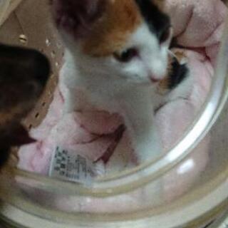 三毛猫です，病院行きました。 − 熊本県