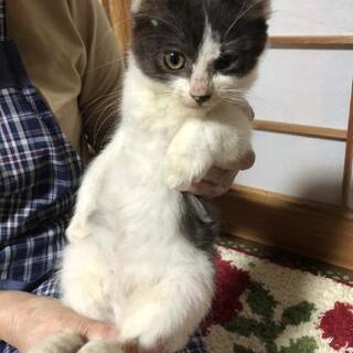 ふわふわ子猫ちゃん