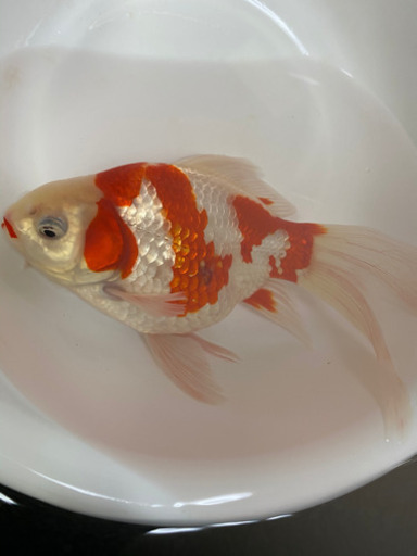 玉サバ　サバ尾　更紗　約20センチ
