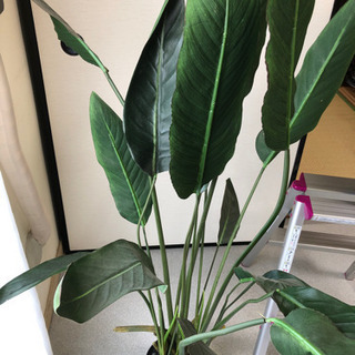 お引渡し決定しました。フェイクグリーン　造花　取りに来てください。の画像